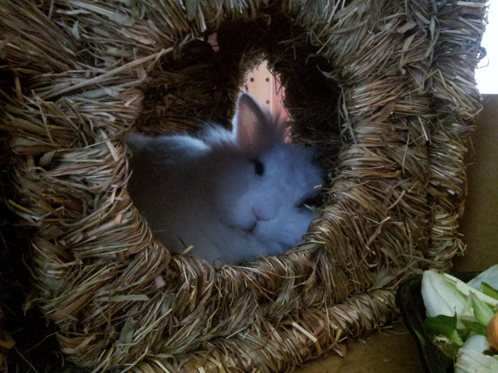 coniglio che dorme nella sua cuccia