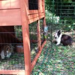Samba e Bayleis conigli nel recinto alla pensione estiva di Addestrare Conigli