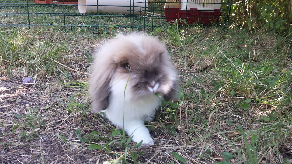 Pepe in libertà alla pensione estiva per conigli di Addestrare Conigli