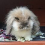 Pepe nella sua conigliera alla pensione estiva per conigli di Addestrare Conigli