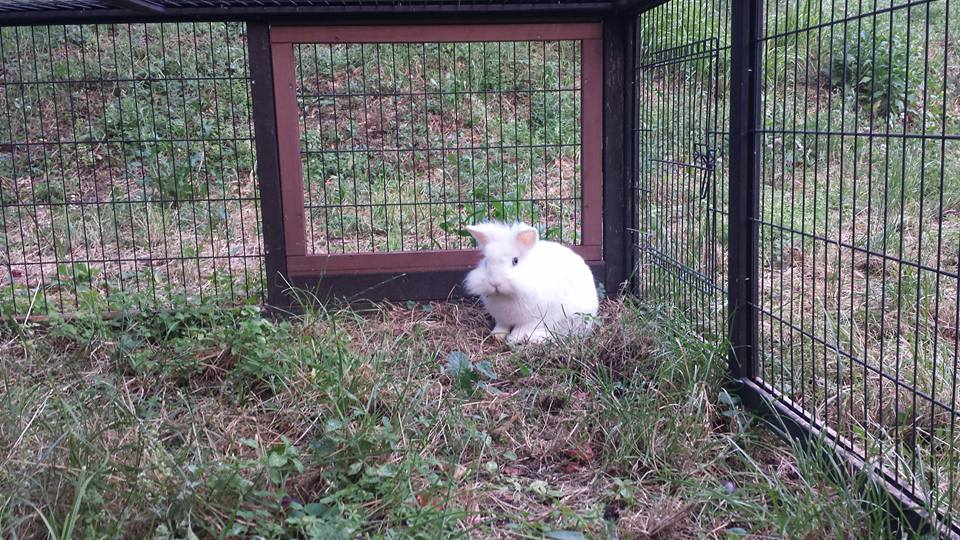 Ice nel recinto alla pensione estiva per conigli di Addestrare Conigli