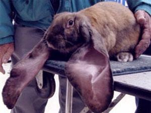 Geronimo: il coniglio con le orecchie più lunghe al mondo