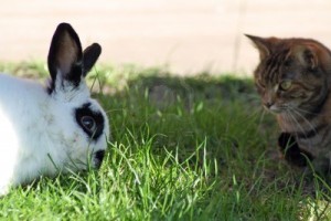 gatto e coniglio in giardino