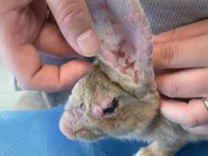 problemi orecchie coniglio