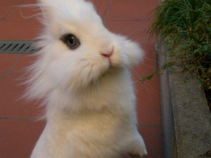 foto di un coniglio