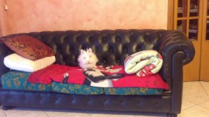coniglio sul divano
