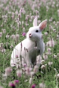 coniglio in un campo fiorito