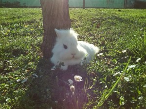 Coniglio sdraiato all'aperto