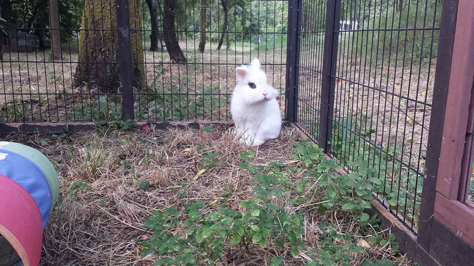 Ice coniglio nel recinto alla pensione estiva di Addestrare Conigli