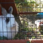 Donnie coniglia nella conigliera alla pensione estiva di Addestrare Conigli