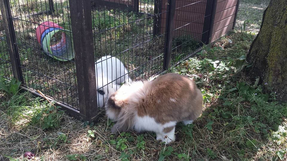 Ice e Pepe alla pensione estiva per conigli di Addestrare Conigli