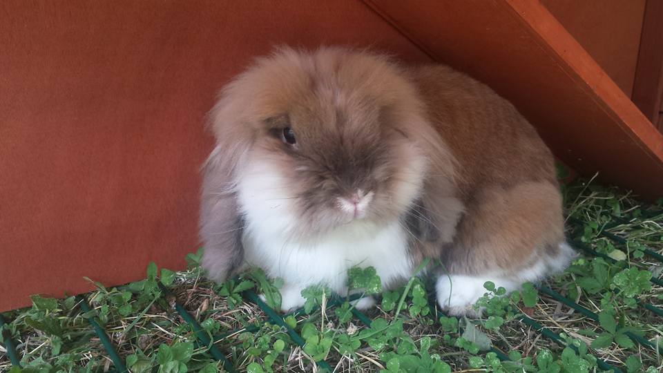 Pepe appena arrivato alla pensione estiva per conigli di Addestrare Conigli