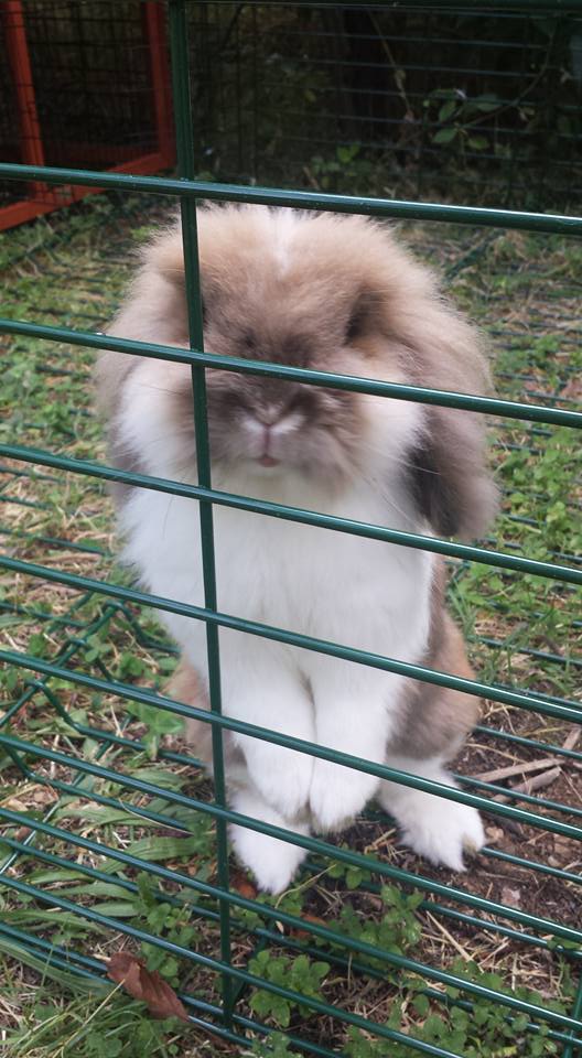Pepe alla pensione estiva per conigli di Addestrare Conigli